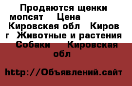 Продаются щенки мопсят. › Цена ­ 18 000 - Кировская обл., Киров г. Животные и растения » Собаки   . Кировская обл.